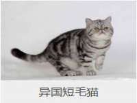 上海恭发贸易有限公司
