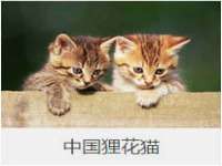 上海恭发贸易有限公司