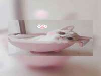 上海恭发贸易有限公司