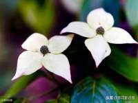 上海恭发贸易有限公司