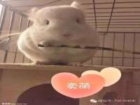 上海恭发贸易有限公司